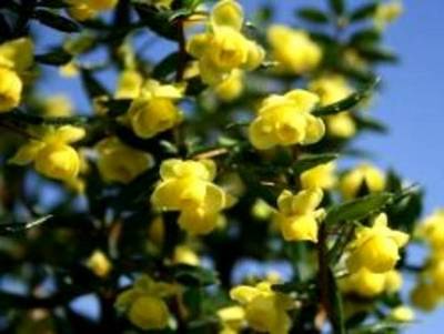 BERBERIS CANDIDULA